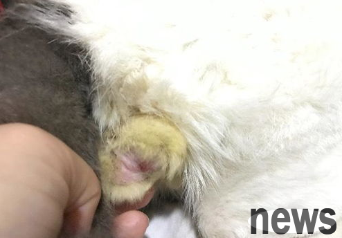 I am reluctant to sterilize my dog. What should I do if my scrotum gets inflamed?