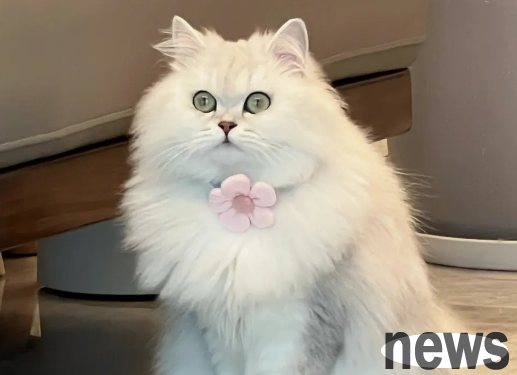 Don t give these foods to your cat!