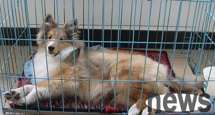 Symptoms and treatments of dogs