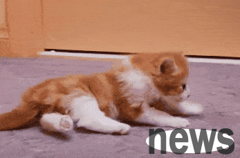 The little cat who was almost euthanized due to paralysis finally stood up miraculously