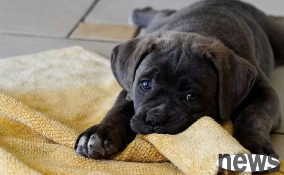 When a dog has these 6 personal behaviors, it means that it is undoubtedly causing trouble.