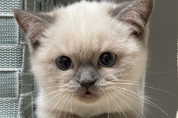 How should kittens be kept? These methods need to be mastered!