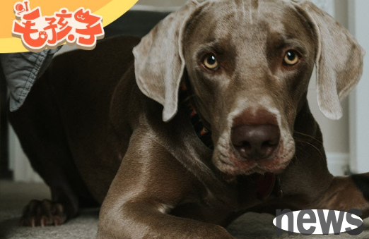 What details should be paid attention to when buying cats and dogs? Don t buy pets in these places