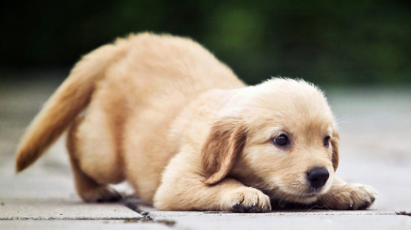 What causes the foul smell of dog poop? What should I do if my dog ​​is smelly?