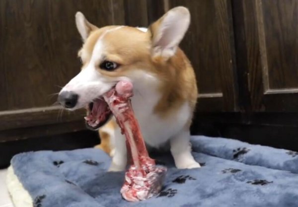 What are the benefits of dogs chewing bones? Don t believe me if I tell you