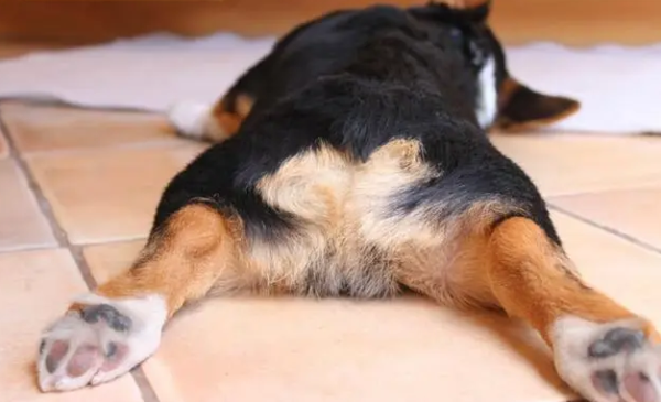 Why is my dog’s butt itchy? The master needs to pay attention
