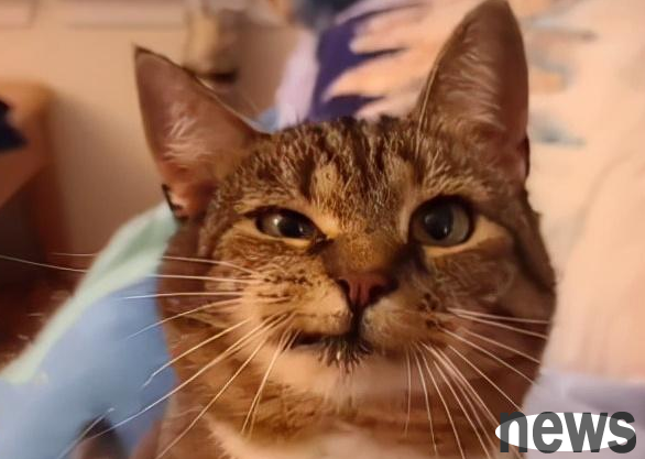 Cats always have weird smiles that make people afraid to adopt them, but the woman said: This is the cat I want