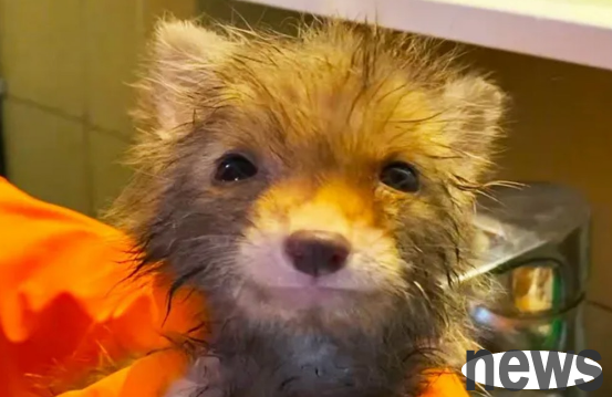 Injured puppy was adopted by a kind-hearted couple and revealed its true form as a beast three weeks later