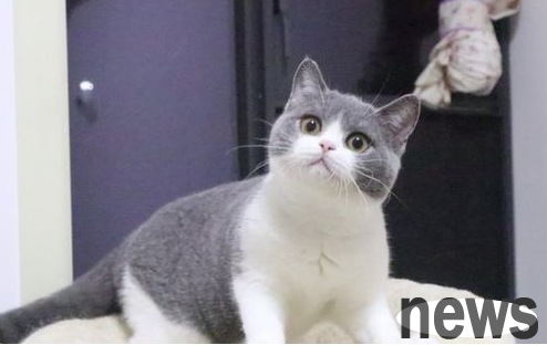 The joy that raising a cat brings me