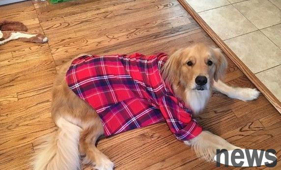 Golden retriever wears suit and tie to help owner successfully propose to girlfriend