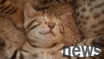 The cat slept on its belly, and the owner was worried that it would be cold and covered it with a tissue