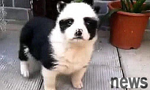 A local dog got pregnant unexpectedly and gave birth to an only son. He looked like a giant panda and his net worth soared.