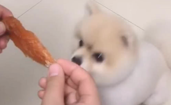 The boy teased the dog with snacks, and the dog s expression made him laugh instantly. The dog asked: Is that too much?