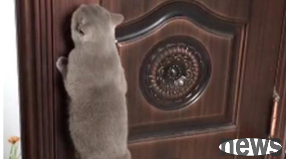 A woman sneaks out to play, but the cat jumps on the door handle and opens the door to check on her. Is this a sperm?