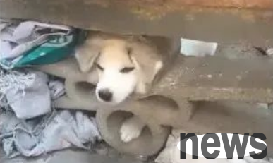 The dog s head got stuck in a rock crevice, and the man hit it with a hammer. The result was very uncertain!