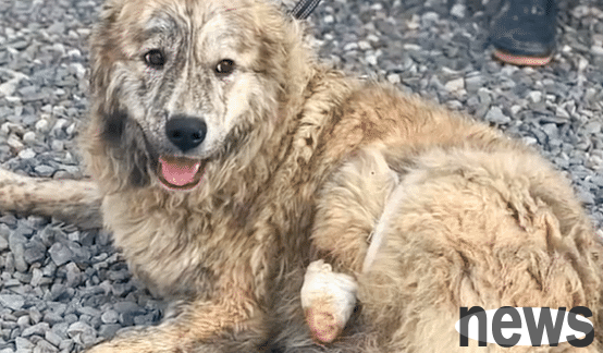 The dog was found after being lost for several months, but his owner prevented him from returning home because the dog had changed!