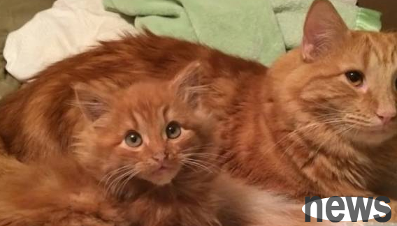 A few days after he was adopted, the orange cat brought home his son from the wild. Now the poop-sweeper is poor.