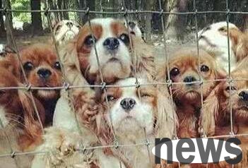 The dog sheds tears of pleading, and the inside story behind it makes people blush and feel ashamed!