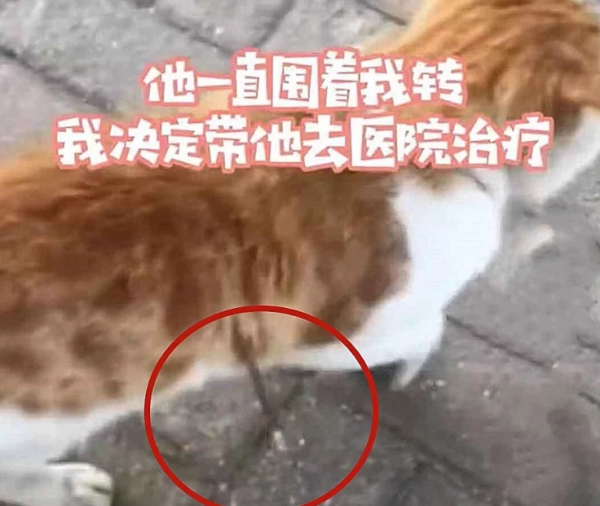 Stray cat had a steel needle stuck in its body, thought it was a prank, shed tears after seeing it clearly