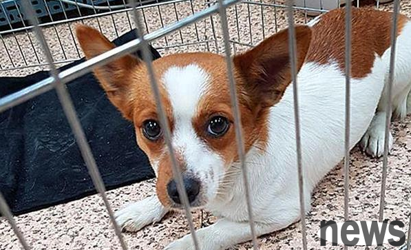 The dog was ruthlessly abandoned, and the man with unclear ideas admitted that he was the wrong owner in the rain. The dog: It’s so warm in his arms.