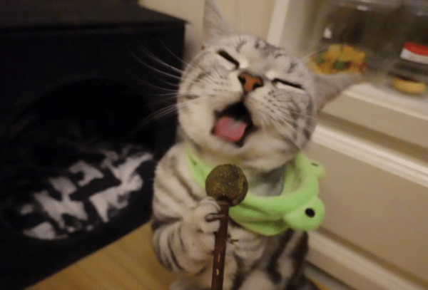 What incredible things do cats do? Netizen: started a group chat on mobile phone