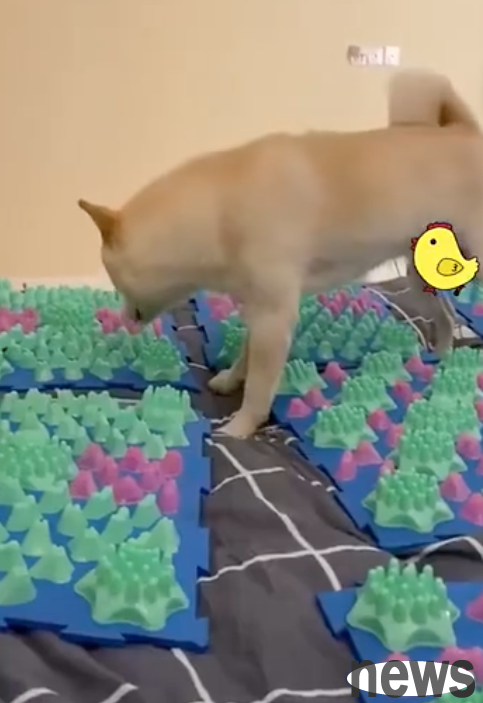 The owner put a toe pressure board on the bed, and the Akita dog didn’t want to jump on it anymore. I laughed at the last picture.