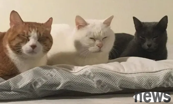 A cat as big as a human | This cat is as big as a human and even sleeps on the same bed as a baby! The sleeping posture of these two guys makes people laugh