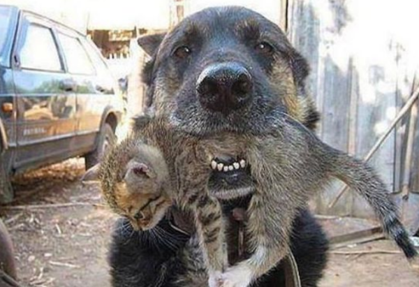 There was a sudden fire in the house. The dog who took off the rope did not escape immediately. He rushed into the fire scene and rescued the kitten.