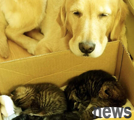 Golden Retriever dad loves to adopt stray cats and touches hundreds of millions of netizens
