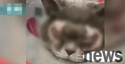 The owner spent 10,000 yuan to cut his cat s double eyelids, but netizens criticized him: Have you considered the cat s feelings?