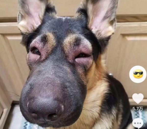 A man and his dog in Sichuan were stung by a curious bee fluttering its wings. The person involved said: It’s not very painful, but it’s very swollen.