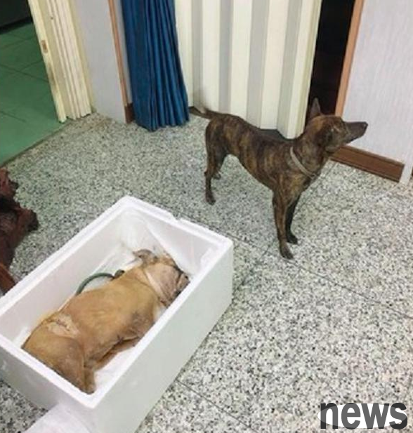 After his dog friend passed away, he lay beside him all night and stayed there for 8 hours, sending his best friend on his last journey!